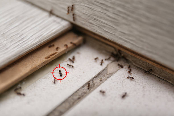 Best Emergency Pest Control  in Belvedere, SC